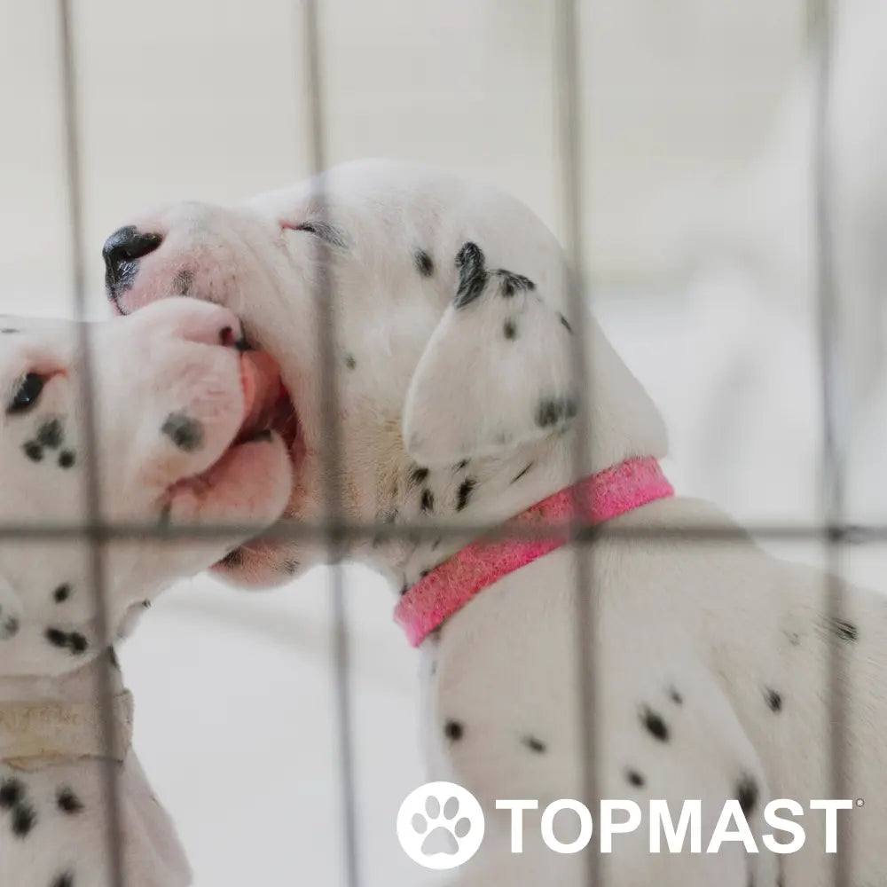 Welpenauslauf - Welpengitter Metall Topmast