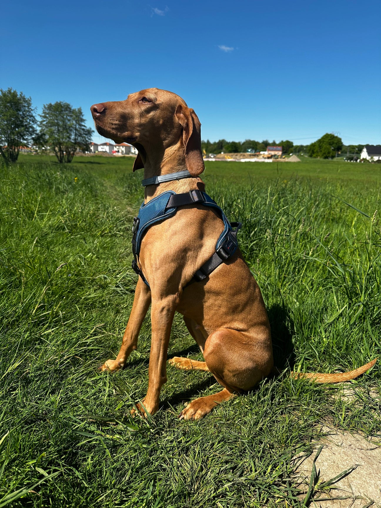 Hundeleinen | Hundegeschirr und Halsbänder 